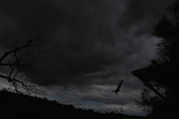 跳水运动员的退役年龄：伤病与年龄的关系