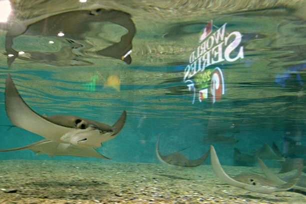 游泳世锦赛:各项目比赛时间一览