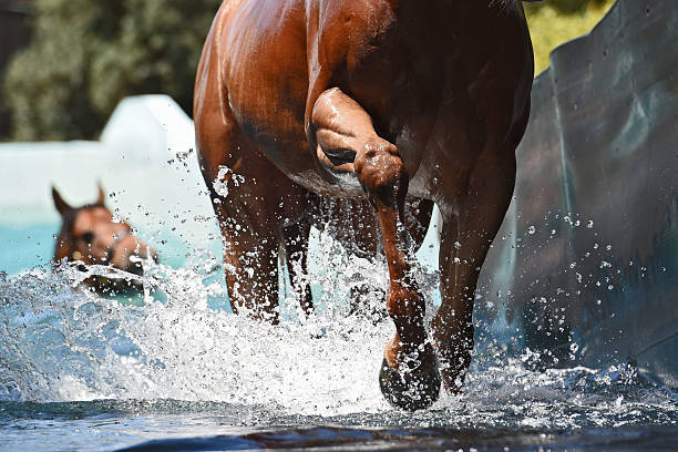 全国游泳等级标准表1000米的制定背景与意义